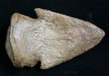 Awesome Pachycephalosaurus Claw - South Dakota #7532-2